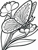 Coloring Butterfly Pages Butterflies Flowers Flower Roses Printable Color Adult Drawing Beautiful Adults Print Getdrawings Getcolorings Popular sketch template
