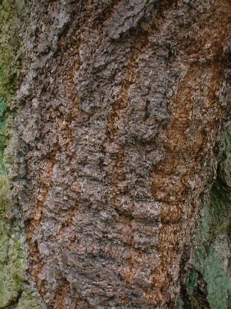 douglas fir   common north american trees