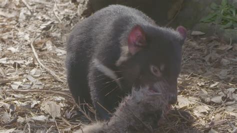 close tasmanian devil eating stock footage video  royalty