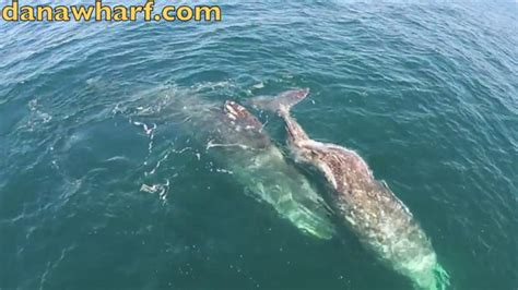 drone shot video captures courting gray whales fox news