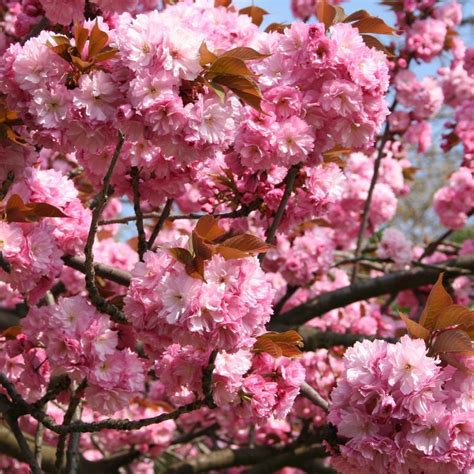 Kwanzan Flowering Cherry Trees For Sale