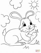 Coloring Bunny Carrot Pages Rabbit Drawing Cute Holding Line Drawings Supercoloring Paintingvalley sketch template