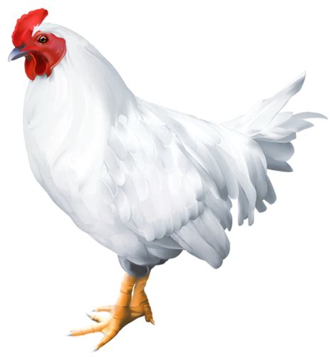 white rooster png clip art image