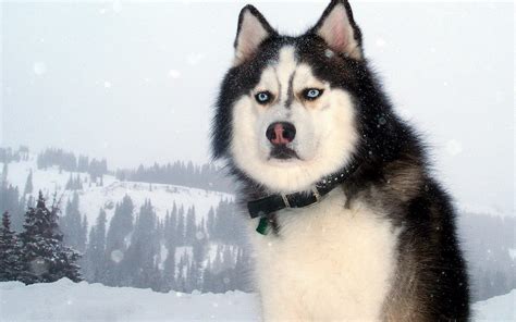 huskies wallpapers  images wallpapers pictures
