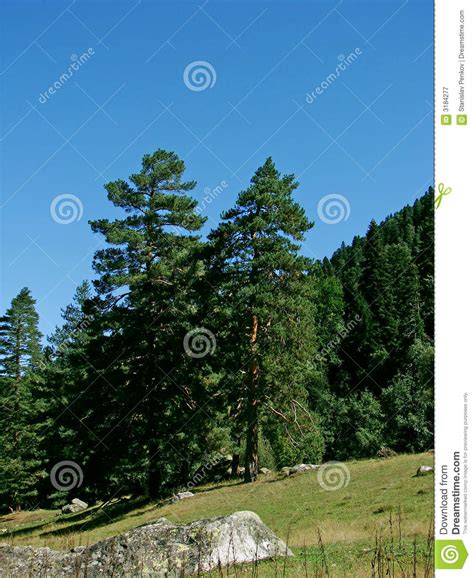 Two Pine Trees Stock Image Image Of Stone Green High