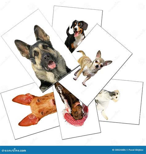 collection  dogs  stock photo image  sennenhund