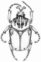 Goliath Beetle Goliathus sketch template