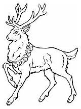 Reindeer Colorat Cerbi Claus Planse Fise Popular sketch template
