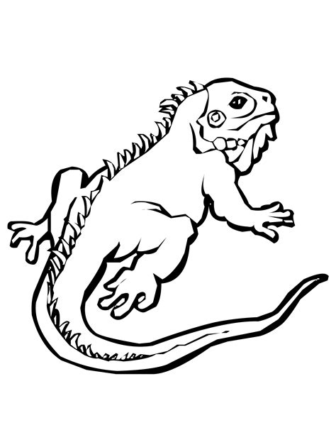 lizards animals  printable coloring pages