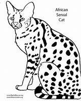 Coloring Pages Wild Dog Serval African Drawing Wildcat Cats Wildcats Cat Getdrawings Book Printable Getcolorings Color Animals Skip sketch template
