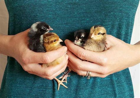 male or female chicks 5 ways to tell the difference ~ homestead and chill