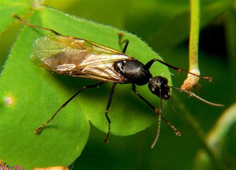 carpenter ants plant pest diagnostics