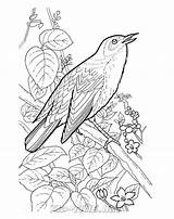 Nightingale Skip sketch template