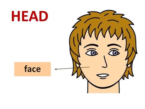 head parts