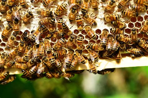 hoe kunnen  bijen helpen en waarom  dit zo belangrijk ecowijs
