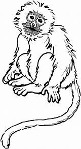 Monkey Coloring Pages Printable Clip Clipart sketch template
