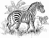 Zebra Coloring Clipart Kids Pages Animal Etc Small Original Large Usf Edu sketch template