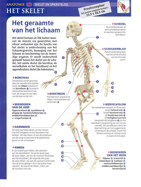 lessen skelet woordbeeldclub