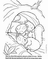 Coloring Pages Hibernation Animal Animals Squirrel Farm Printable Color Chipmunk Kids Wild African Print Preschool Template Tree Flying Winter Sheets sketch template