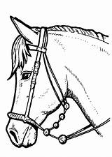 Paarden Paard Dieren Tekeningen Paardenhoofd sketch template