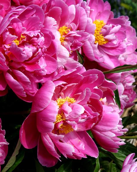 pink peonies picture  photograph  public domain