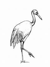 Crane Bird Drawing Netart Chinese Sketch Pencil Olympus Camera Digital Coloring Getdrawings Pages sketch template