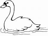 Coloring Animal Swan Pages Printable Clipart Kids Visit sketch template