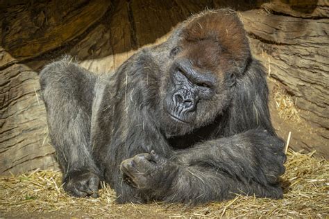 covid  cases  zoo gorillas raise alarm  wild populations