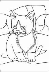 Ausmalbilder Haustiere Malvorlage Katze Katzen Haustieren sketch template