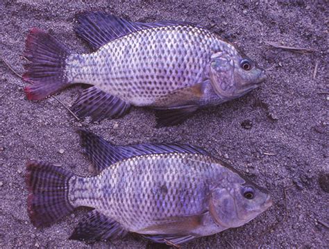 successful production of nile and blue tilapia fry global aquaculture advocate