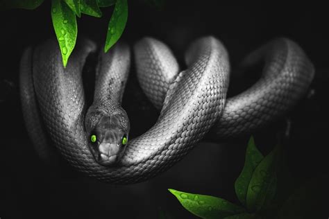 awesome facts  snakes  interesting facts