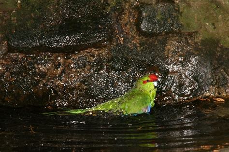 daedalus  parrot  parrots swim