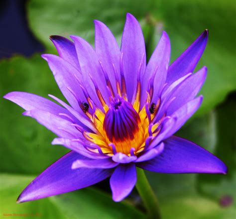 hakeem photography lotus  purple flowers