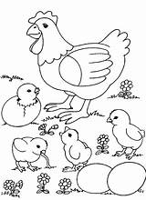 Chicken Chicks Eggs Coloring Hen sketch template