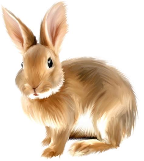 bunny rabbit clipart  graphics  rabbits  bunnies clipartcow