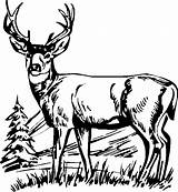 Deer Drawing Whitetail Standing Getdrawings sketch template