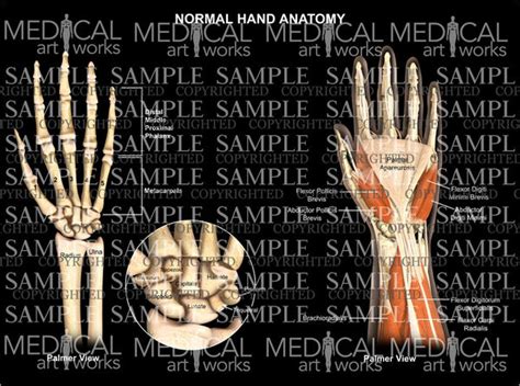 normal hand wrist anatomy palmar view medical art works