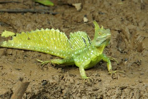 list   types  lizards  facts  pictures animal sake