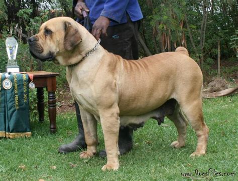 bosvlei kasper die spook pedigree database boerboel