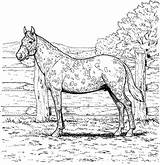 Coloring Horse Pages Realistic Printable Adults Kids Print Adult Horses Color Appaloosa Fun Colouring Sheets Animals Animal Running Library Clipart sketch template