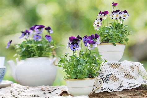 potted plant in teacup centerpieces and favors a wedding