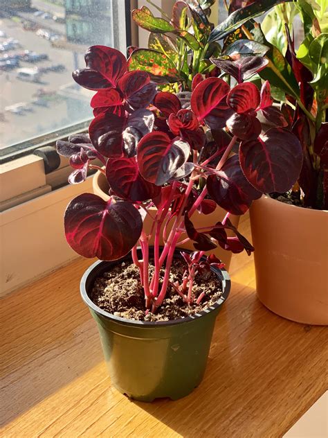 love  red  plant  rhouseplants