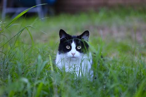 black and white cat stalking me white i was tacking a picture of a