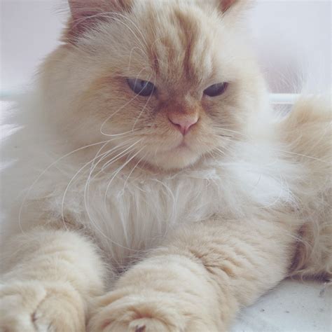 find   list  flame point himalayan  missed  share
