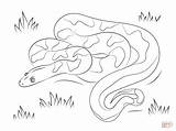 Boa Coloring Pages Cute Constrictor Drawing Drawings sketch template