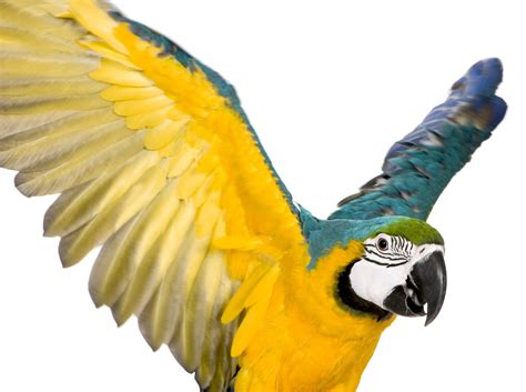 bird wing clipping information parrot macaw bird wings