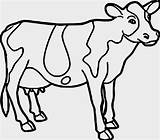 Cow Animal Koe Kleurplaat Kuh Vache Lembu Koeien Vorlage Ausdrucken Vorlagen Kleurplaten Wecoloringpage Malen Koleksi Clipartmag Mewarnai Kanak Coloringfolder Malvorlagen sketch template