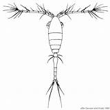 Zooplankton Drawing Similis Paintingvalley sketch template