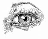 Eye Hatching Occhi Inchiostro Tinta Illustration Caneta sketch template