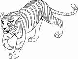 Tiger Outline Drawing Coloring Pages Templates Shape Colouring Template Popular Getdrawings sketch template